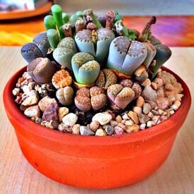 Mixed, Lithops Seeds